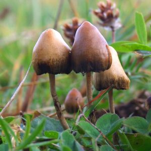 No mushroom for interpretation Drugs of these kind could become more commonplace